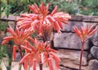 Aloe Saponaria Flower Essence