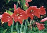 Amaryllis Flower Essence