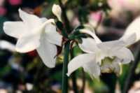 Amazon Lily Flower Essence