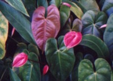 Anthurium Flower Essence