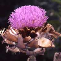 Artichoke Flower Essence
