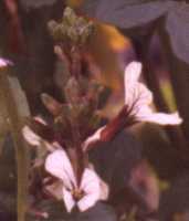 Arugula Flower Essence