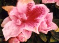 Azalea Flower Essence