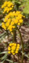 California Butterweed Flower Essence
