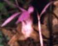 Calypso Orchid Flower Essence