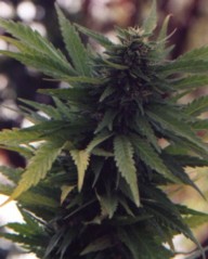 Cannabis hybrida flower essence remedy