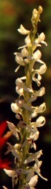 Cascade Crane Orchid Flower Essence
