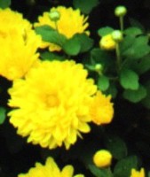 CHRYSANTHEMUM [G] C. x morifolium (yellow)<>BRAsteraceae, Sunflower Family [Anthemis Tribe]
Body: Enhances vitality, stimulates and tonifies the hormonal system when out of rhythm. Useful for extreme cases: severe PMS, 
