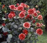 Dahlia Flower Essence