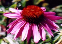 Echinacea Flower Essence