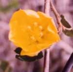 Fremontia Flower Essence