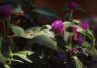 Globe Amaranth Flower Essence