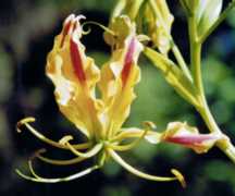 Gloriosa Lily Flower Essence