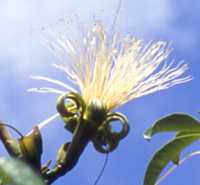 Guiana Chestnut Flower Essence