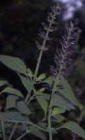 Indigo Salvia Flower Essence