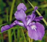 Iris Tenax Flower Essence