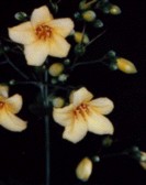 Kirengeshoma Flower Essence