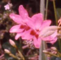 Lapeirousia Flower Essence