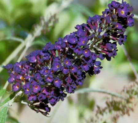 Butterfly Bush, Butterfly Bus Purple 