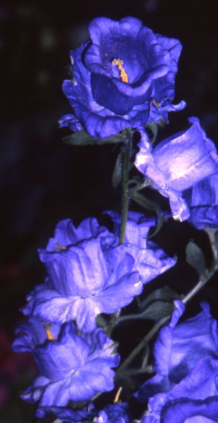 lg vortex in violet. #39;calycanthema#39; (blue-violet)