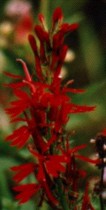 Lobelia cardinalis Flower Essence