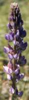 Lupine Russel Flower Essence