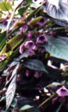 Lycianthes sp Flower Essence