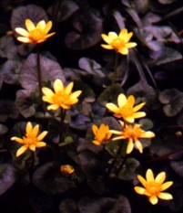 Marsh Marigold Flower Essence