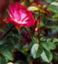 Miniature Rose Flower Essence