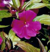 New Guinea Impatiens Flower Essence