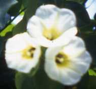 Ololiuqui Flower Essence
