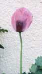 Opium Poppy Flower Essence