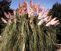 Pampas Grass Flower Essence