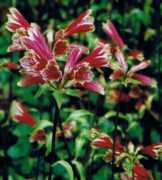 Peruvian Lily Flower Essence