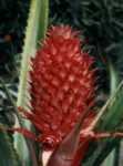 Pineapple Flower Essence