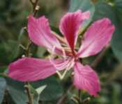Pink Bauhinia Flower Essence