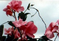 PINK MANDEVILLA Flower Essence