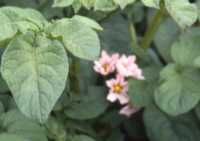 Potato Flower Essence