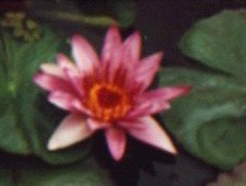 PURPLE WATERLILY Flower Essence