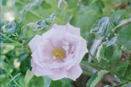 Rose Blue Nile Flower Essence