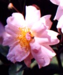 ROSE 'CLYTEMNESTRA' Flower Essence