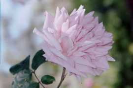 Rose Comtesse du Cayla Flower Essence