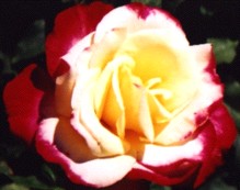 ROSE 'DOUBLE DELIGHT' Flower Essence