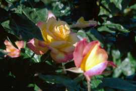 Rose Handel Flower Essence