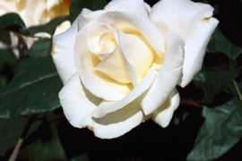 Rose Honor Flower Essence