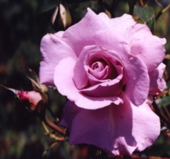 ROSE 'LAGERFELD' Flower Essence