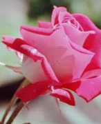 Rose Love Flower Essence