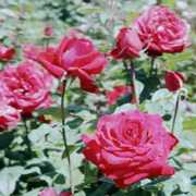 Rose Precious Platinum Flower Essence