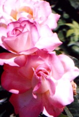 ROSE 'SECRET' Flower Essence