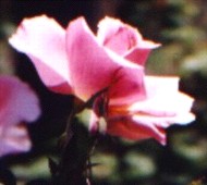 ROSE 'SOLITUDE' Flower Essence